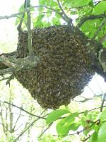 Lightbox : Les abeilles - Les abeilles [P1000287.jpg]