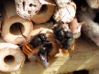 Lightbox : Les abeilles - Les abeilles  [Photo0394.jpg]