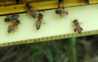 Lightbox : Les abeilles - Les abeilles [abeille-1.jpg]