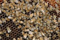 Lightbox : Les abeilles - Les abeilles [abeilles-3.jpg]
