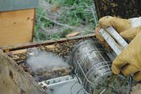 Lightbox : Les ruches - Les ruches [enfumoir-.jpg]