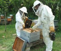Lightbox : Les ruches - Les ruches [ruches-1.jpg]