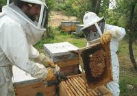 Lightbox : Les ruches - Les ruches [ruches-2.jpg]