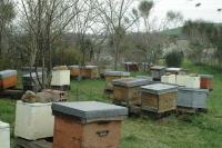 Lightbox : Les ruches - Les ruches [ruches-5.jpg]