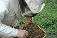 Lightbox : Les ruches - Les ruches [ruches-7.jpg]